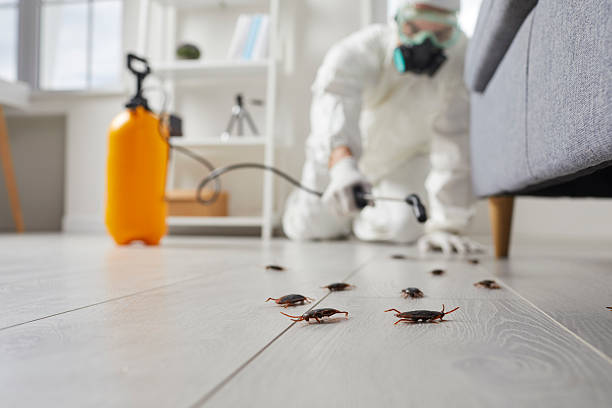 Commercial Kitchen Cockroach Control in Forestville